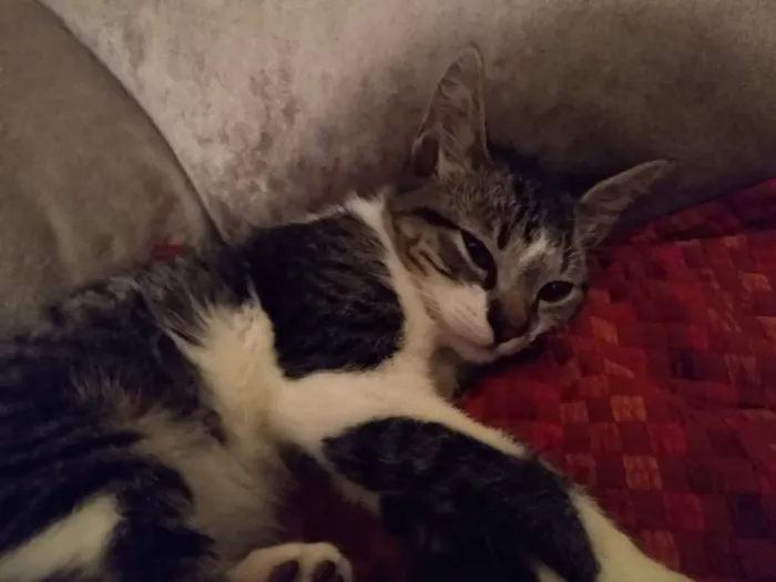 Gato ra a srd idade 2 a 6 meses nome à escolher
