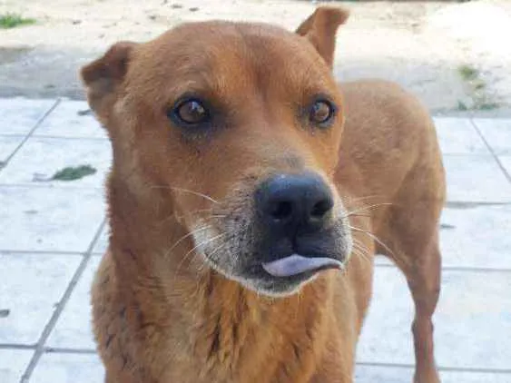 Cachorro ra a Mistura: chau-chau e labrador idade 6 ou mais anos nome LOLA