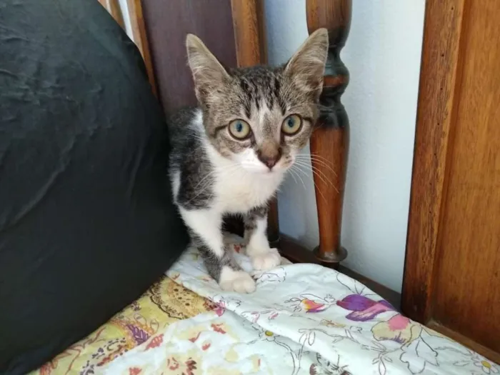 Gato ra a srd idade 2 a 6 meses nome à escolher