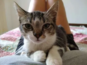 Gato raça srd idade 2 a 6 meses nome à escolher