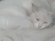 Chico