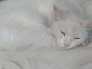 Gato raça Não sei idade 4 anos nome Chico