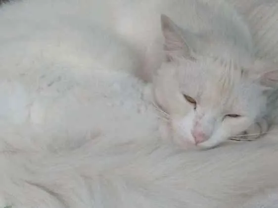 Gato ra a Não sei idade 4 anos nome Chico