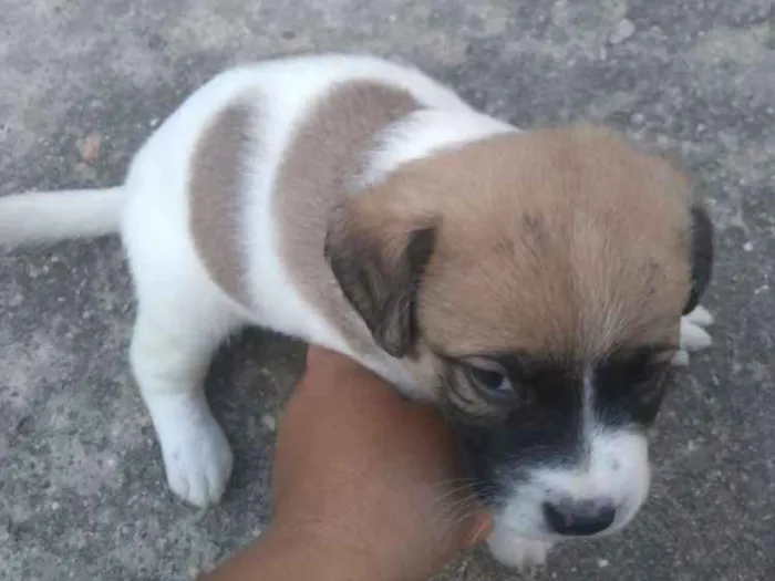 Cachorro ra a Sem raça definida idade Abaixo de 2 meses nome Não tem