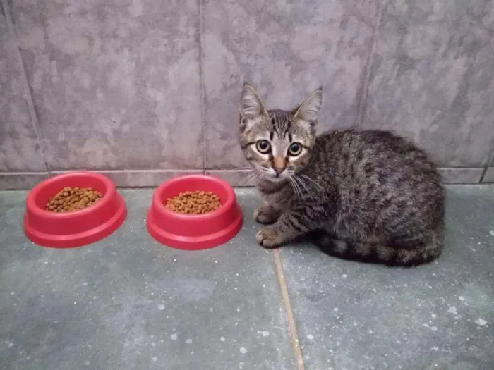 Gato raça srd idade 2 a 6 meses nome à escolher