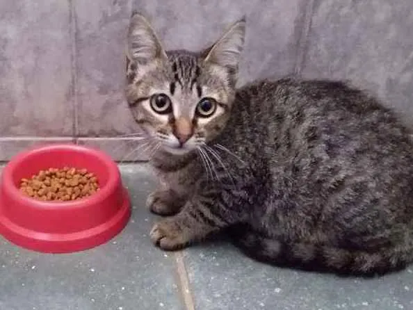 Gato raça srd idade 2 a 6 meses nome à escolher