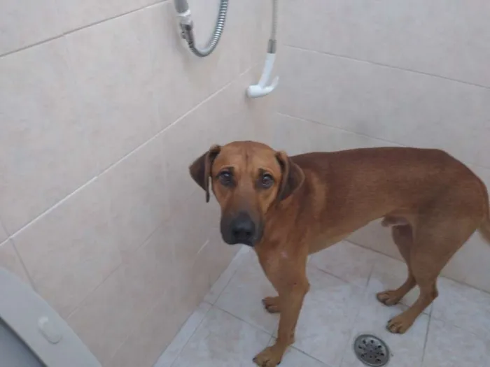 Cachorro ra a Não definida idade 2 anos nome Nero