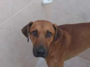 Cachorro raça Não definida idade 2 anos nome Nero