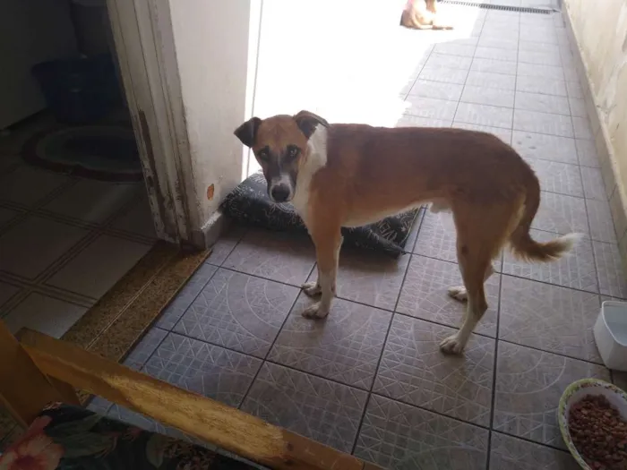 Cachorro ra a Não definida idade 2 anos nome Lord