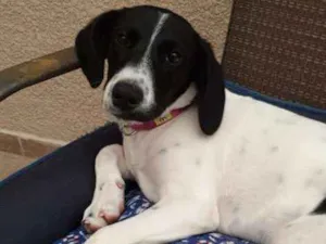 Cachorro raça SRD idade 2 a 6 meses nome Nicole