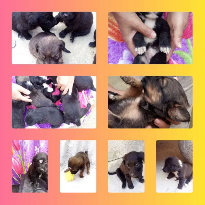 Cachorro raça Srd idade 2 a 6 meses nome Filhotes