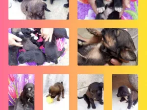 Cachorro raça Srd idade 2 a 6 meses nome Filhotes