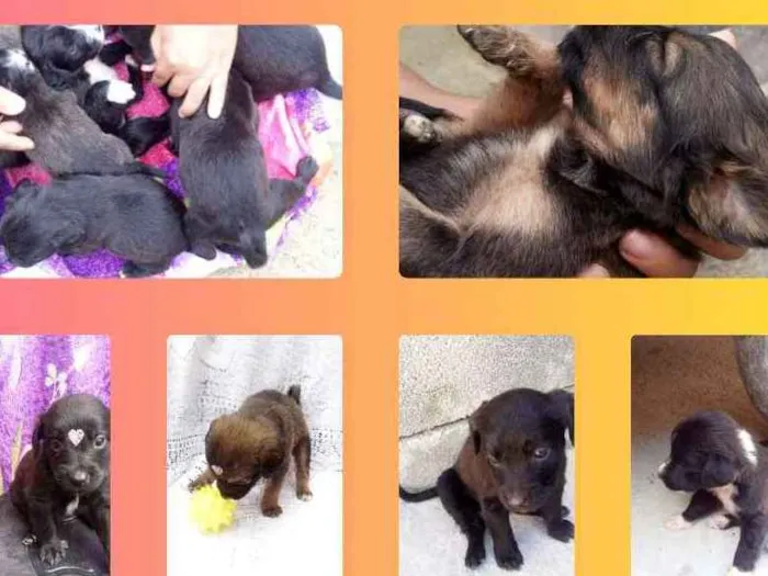 Cachorro raça Srd idade 2 a 6 meses nome Filhotes