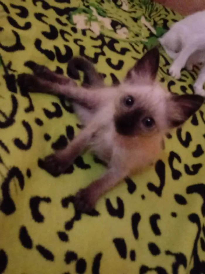 Gato raça Siamês idade Abaixo de 2 meses nome Floquinho