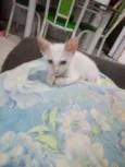 Lulu
