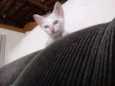 Lulu