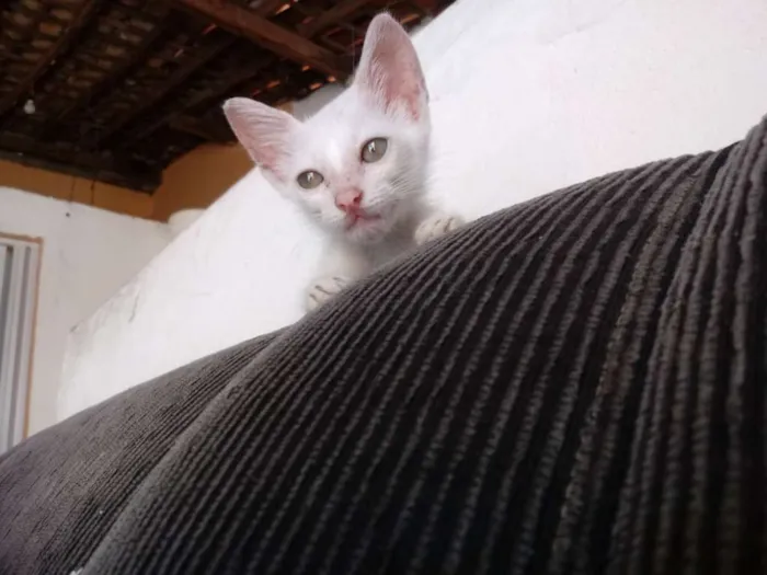 Gato raça Srd idade Abaixo de 2 meses nome Lulu