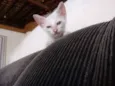 Lulu