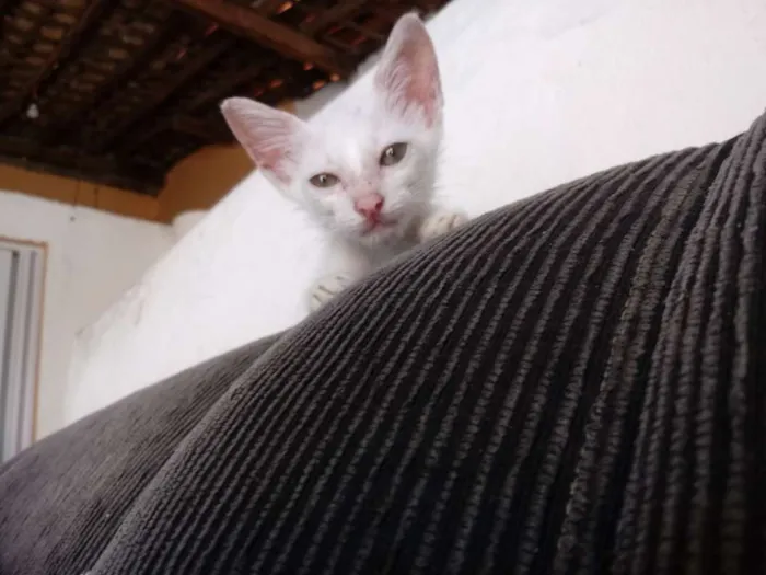 Gato raça Srd idade Abaixo de 2 meses nome Lulu