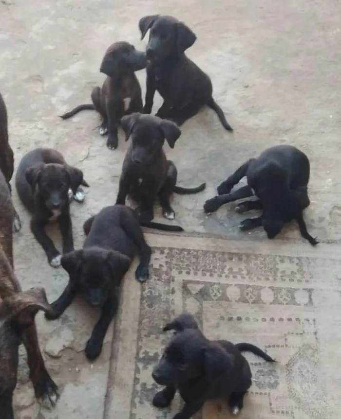 Cachorro raça Vira latas idade 2 a 6 meses nome Sem nomes