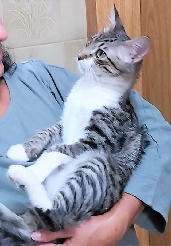 Gato ra a SRD idade 2 a 6 meses nome Lili