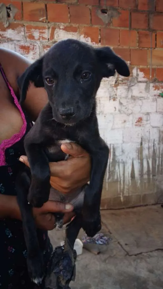 Cachorro raça Vira latas idade 2 a 6 meses nome Sem nomes