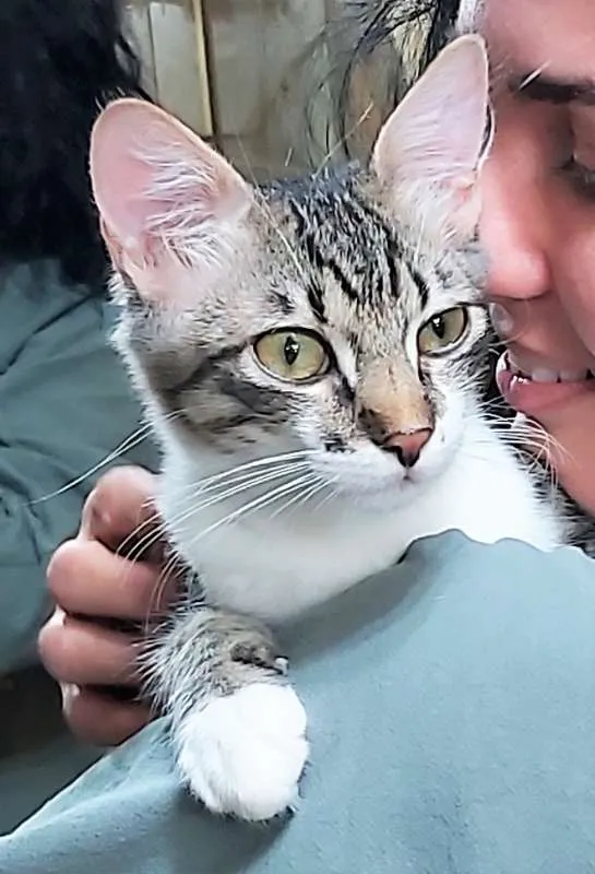 Gato ra a SRD idade 2 a 6 meses nome Lili