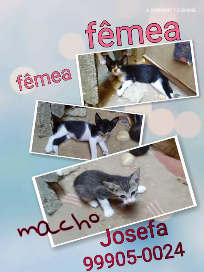Gato raça Srd idade Abaixo de 2 meses nome Sem nomes
