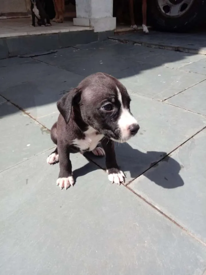 Cachorro ra a Pitbull com indefinida idade Abaixo de 2 meses nome Esperto