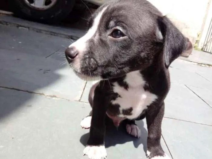 Cachorro ra a Pitbull com indefinida idade Abaixo de 2 meses nome Esperto