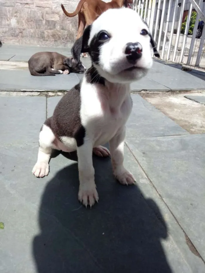 Cachorro ra a Pitbull x indefinido idade Abaixo de 2 meses nome Mimosa