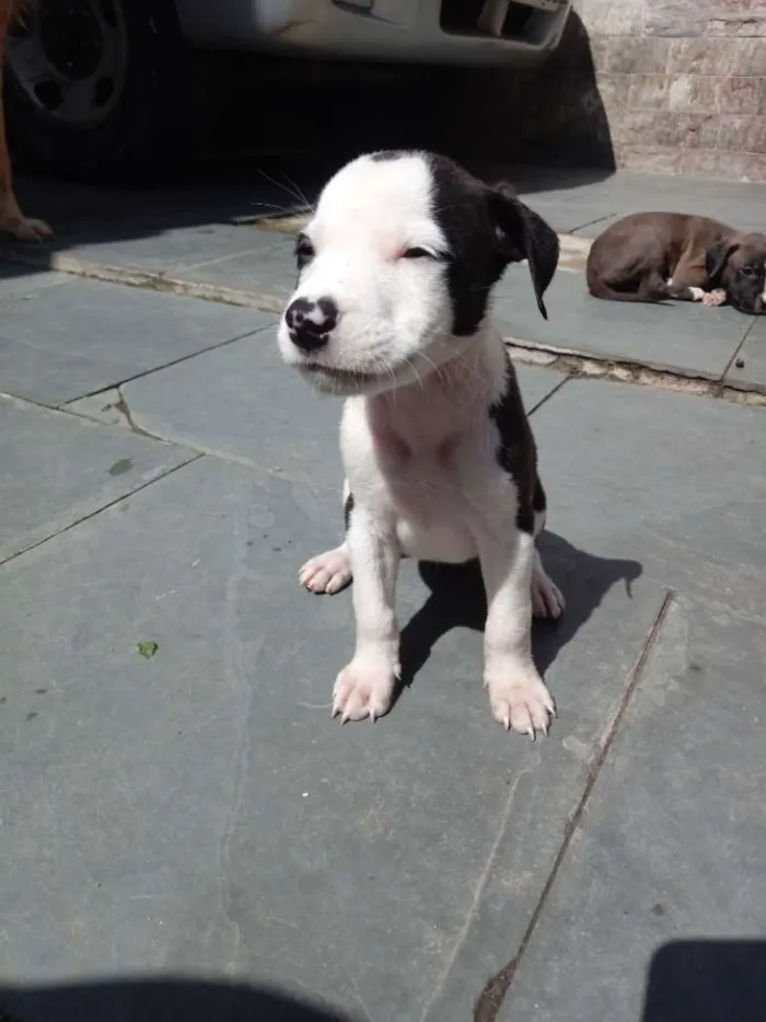 Cachorro ra a Pitbull x indefinido idade Abaixo de 2 meses nome Mimosa