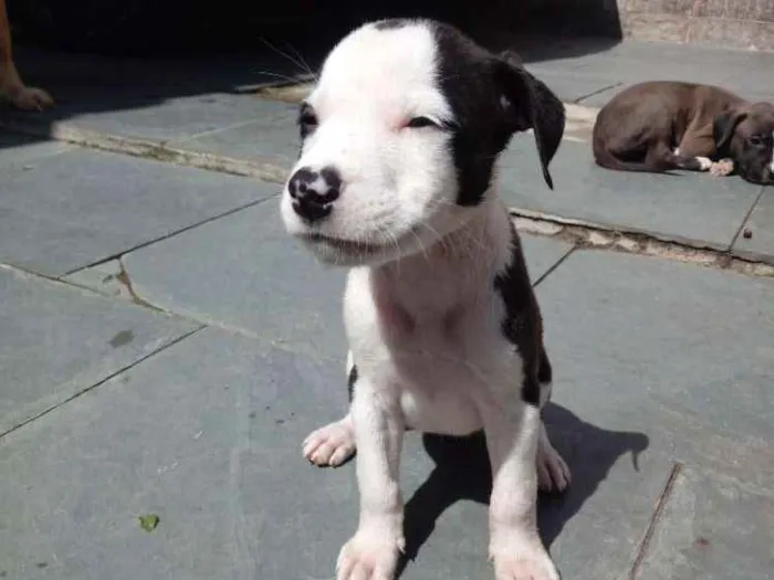 Cachorro ra a Pitbull x indefinido idade Abaixo de 2 meses nome Mimosa