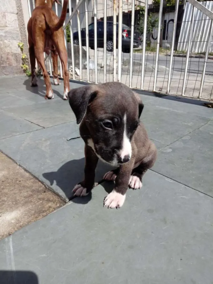 Cachorro ra a Pitbull com indefinida idade Abaixo de 2 meses nome Grandão