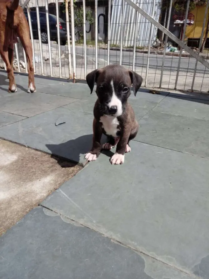 Cachorro ra a Pitbull com indefinida idade Abaixo de 2 meses nome Grandão