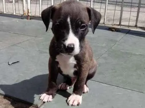 Cachorro ra a Pitbull com indefinida idade Abaixo de 2 meses nome Grandão