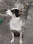 Pedro