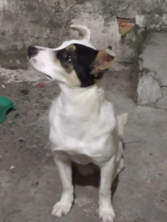 Cachorro raça SRD idade 1 ano nome Pedro