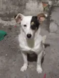 Pedro