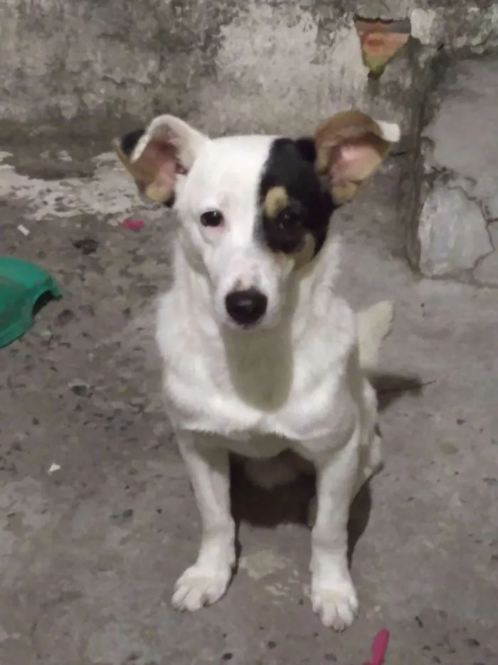 Cachorro raça SRD idade 1 ano nome Pedro