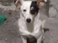 Pedro