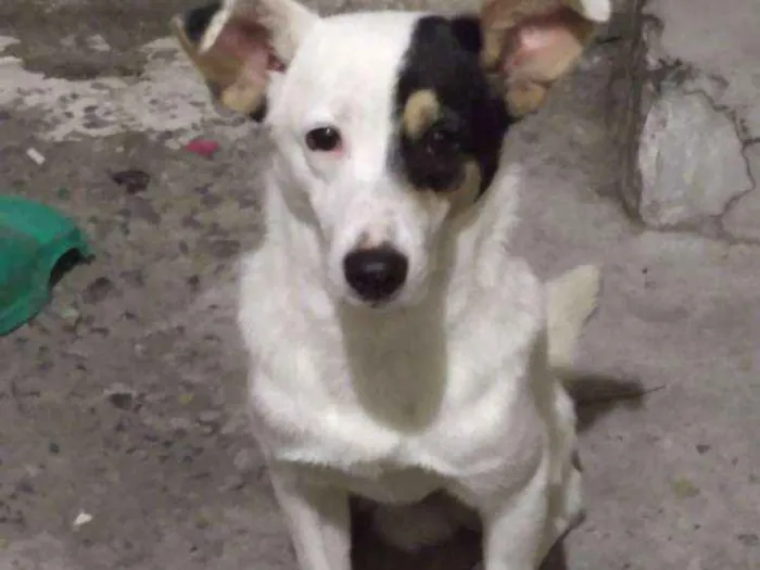 Cachorro raça SRD idade 1 ano nome Pedro