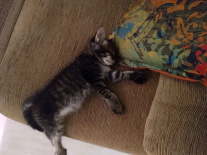 Gato ra a Vira lata idade Abaixo de 2 meses nome Costela