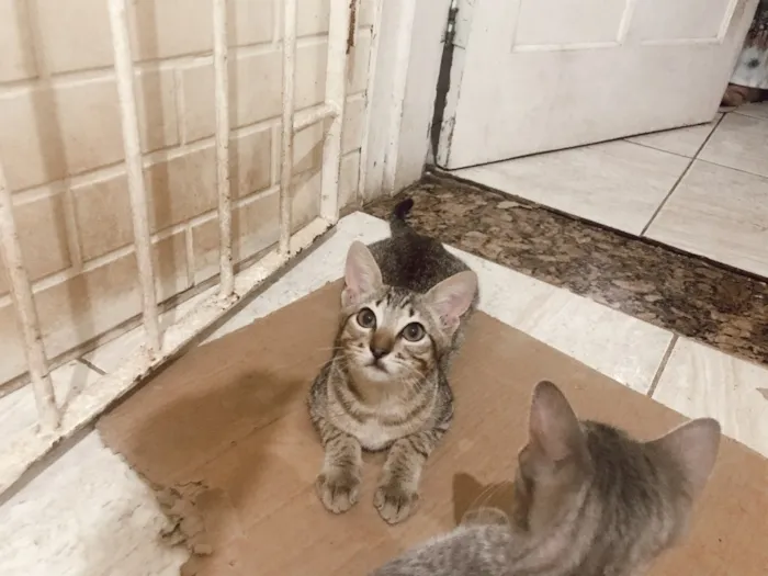 Gato ra a  idade 2 a 6 meses nome Sem nome 