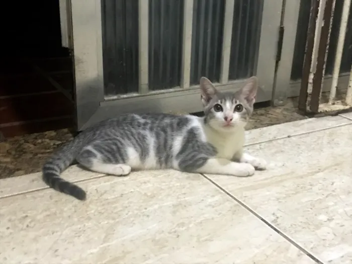 Gato ra a  idade 2 a 6 meses nome Sem nome 