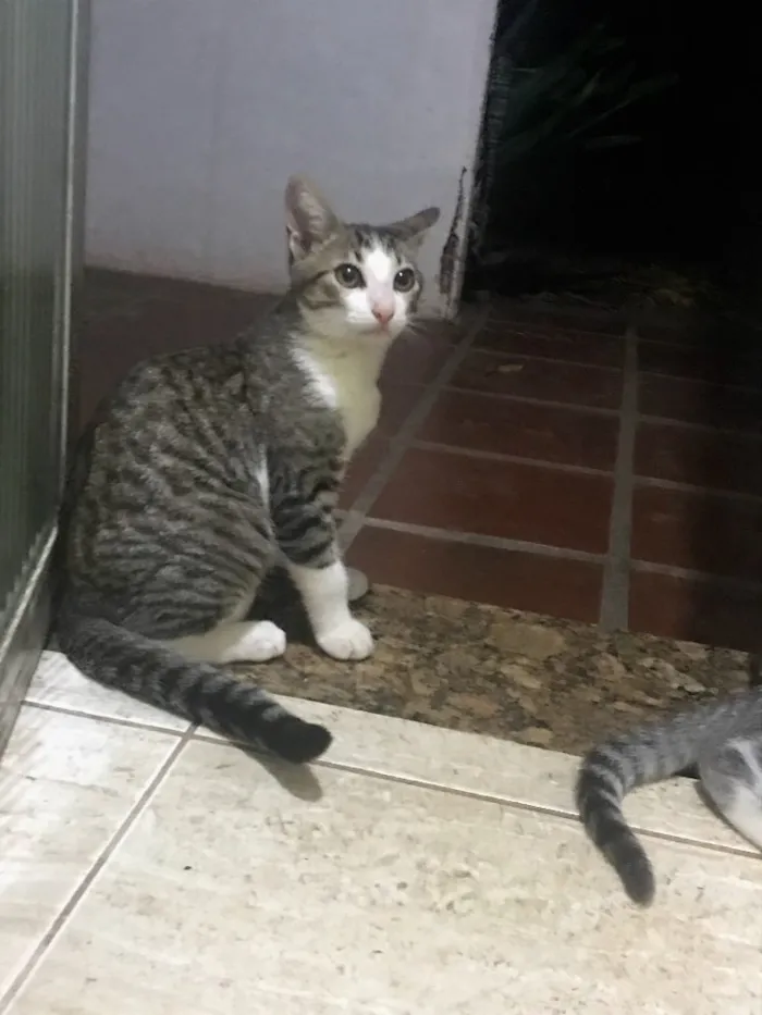 Gato ra a  idade 2 a 6 meses nome Sem nome 