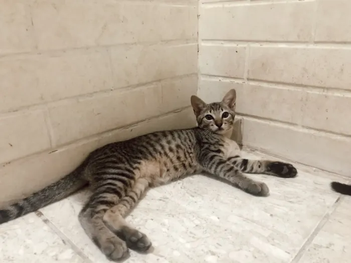Gato ra a  idade 2 a 6 meses nome Sem nome 