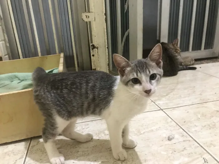 Gato ra a  idade 2 a 6 meses nome Sem nome 