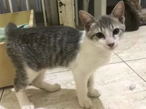 Gato raça  idade 2 a 6 meses nome Sem nome 