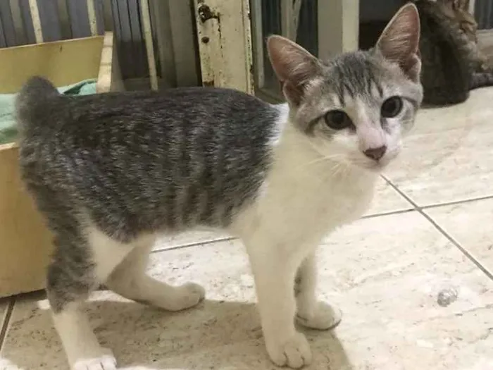 Gato ra a  idade 2 a 6 meses nome Sem nome 